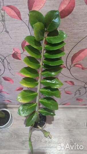 Замиокулькас