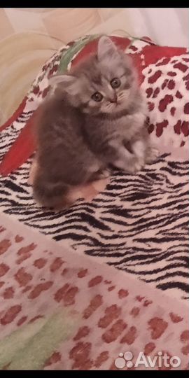 Шотландские котята
