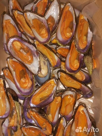 Мидии Приморские