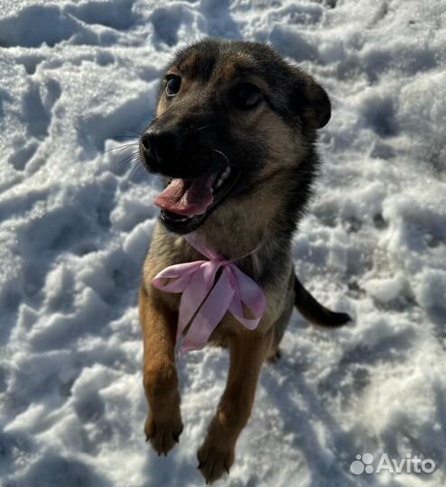 Собака в добрые руки