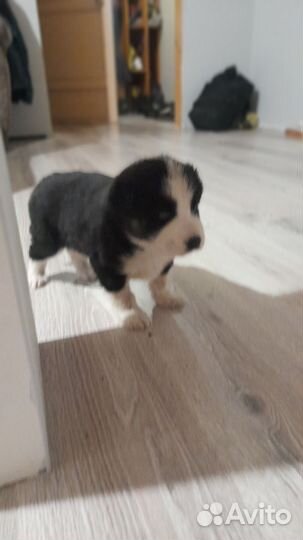 Домашние животные собаки щенки