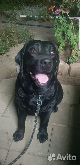 Щенки лабрадора