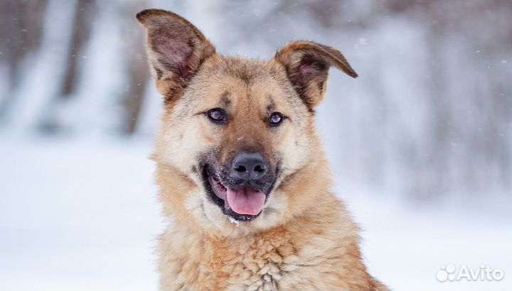 Рыжая собака в дар
