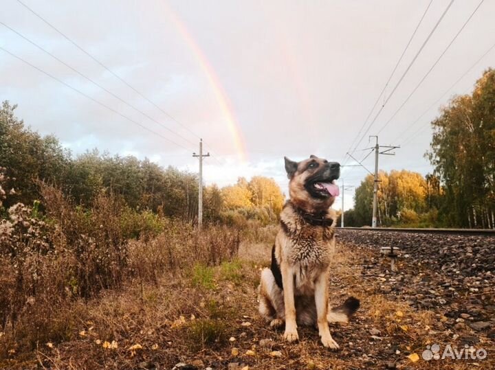 Выгул и передержка собак