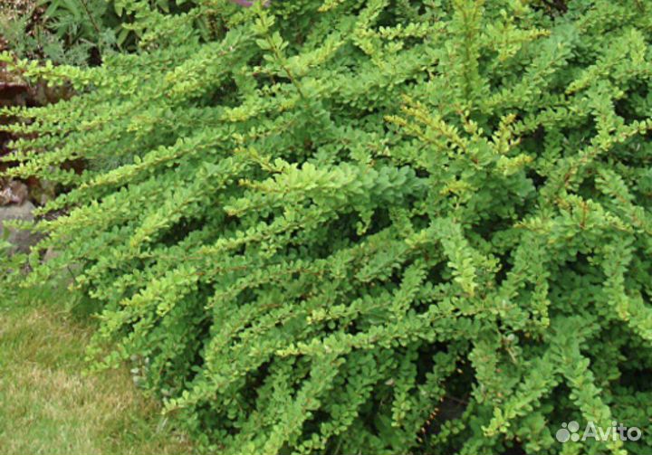 Барбарис Грин карпет