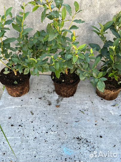 Саженцы голубики. Голубика