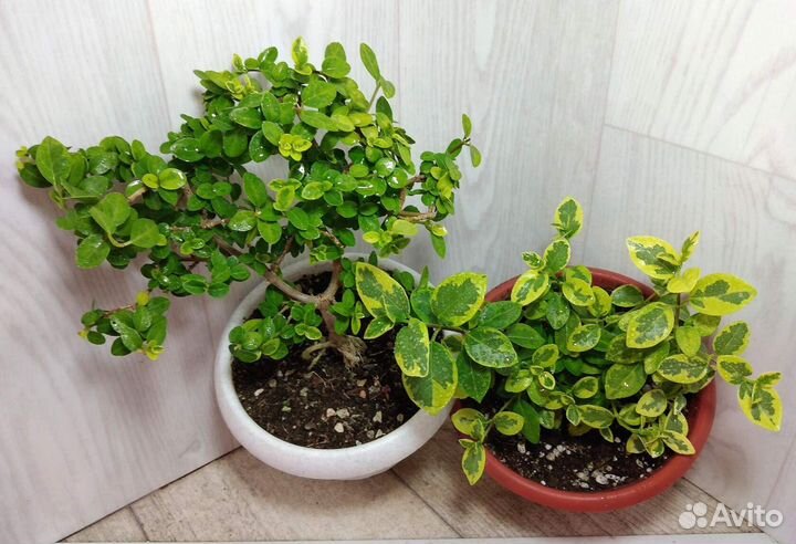 Декоративно-лиственные, экзотические, редкие цветы