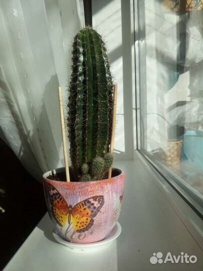 Кактус (детки)