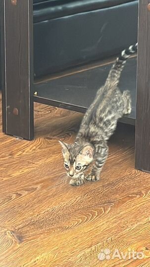 Бенгальский кот