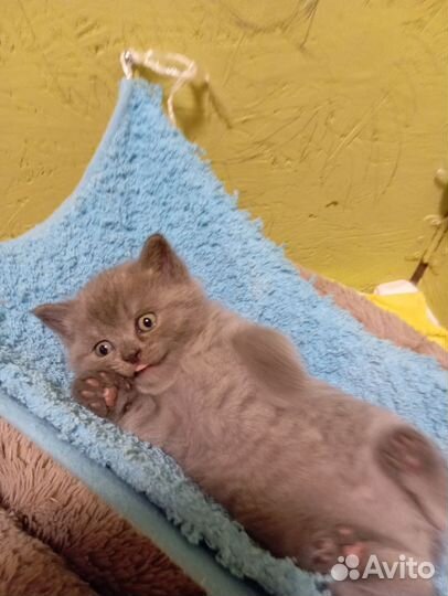 Шотландская