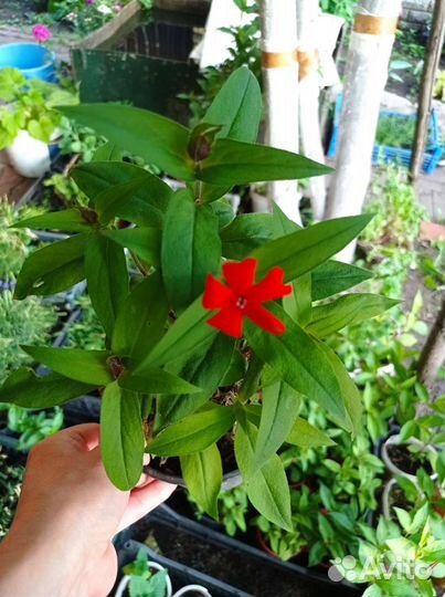 Лихнис Везувий