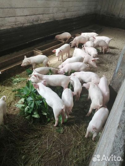 Поросята