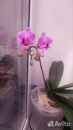 Орхидея фаленопсис биг лип