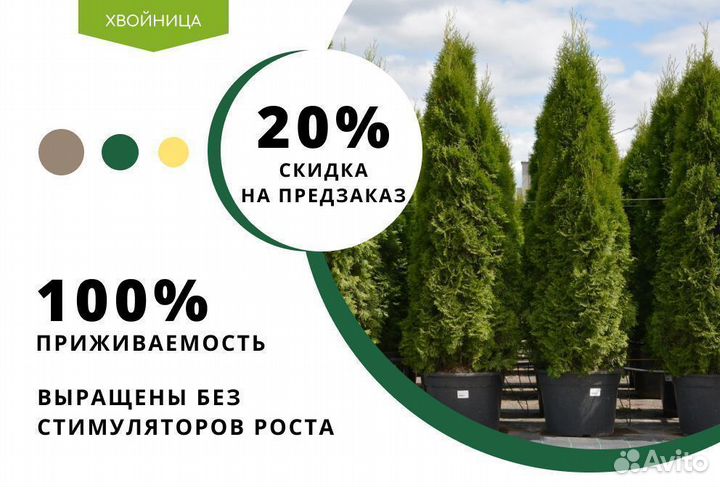 Туи Брабант 3,2 м