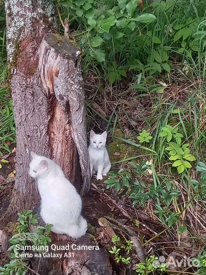 Белые котята