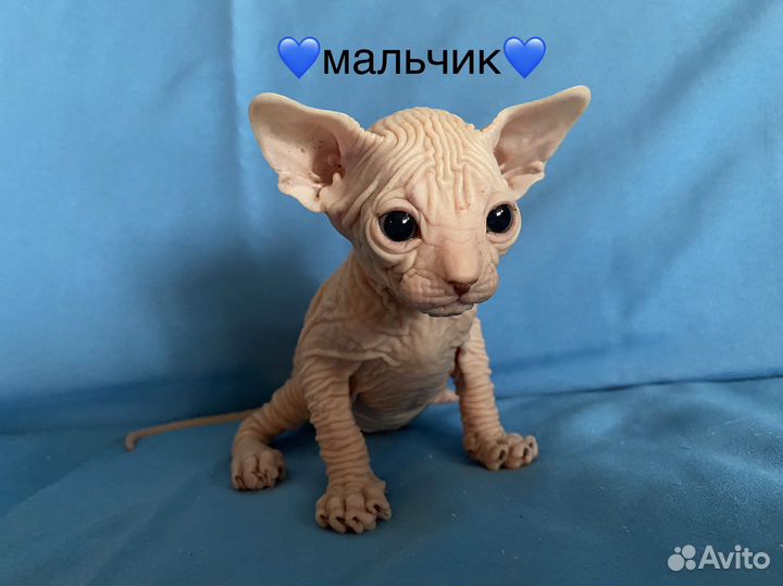 Канадский сфинкс