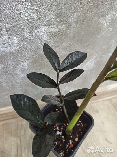 Замиокулькас черный равен