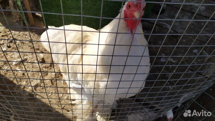 Декоративные карликовые куры