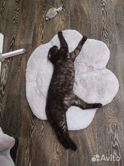 Вислоухая кошка