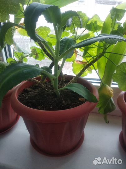 Цветы - бесплатно отростки алоэ