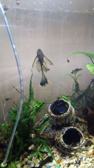 Анциструсы номерные, вуалевые