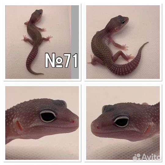 Геккон эублефар