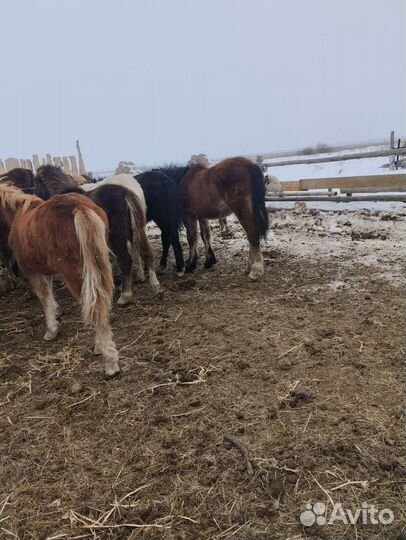 Жеребята полутяж