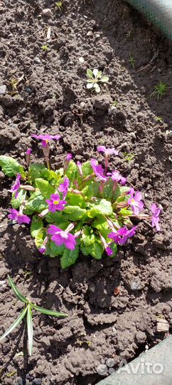 Садовые цветы