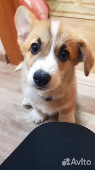 Щенки корги