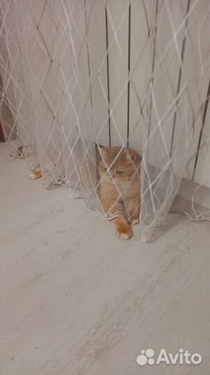 Британский кот вязка