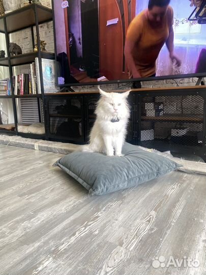 Мейн-кун вязка