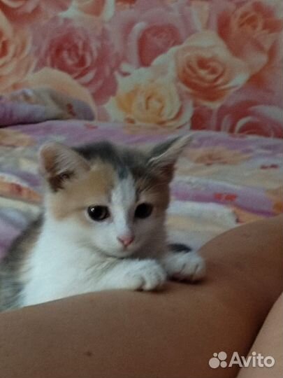 Котенок в добрые руки