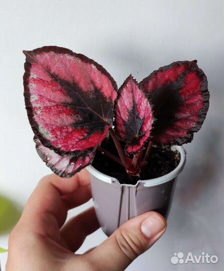 Комнатные цветы