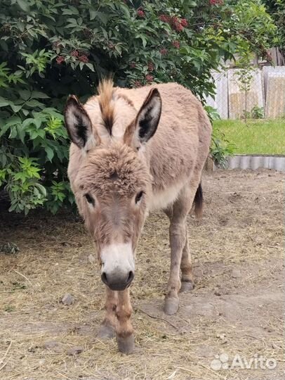 Ослик. Мальчик