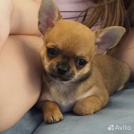 Малыши Чихуахуа