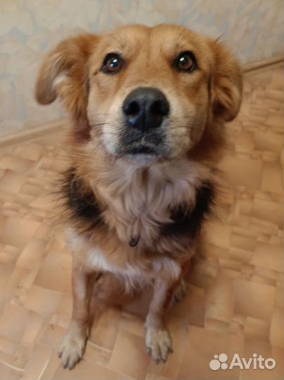 Собака в добрые руки