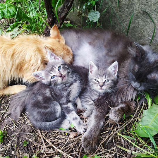 Кошка и котята в дар