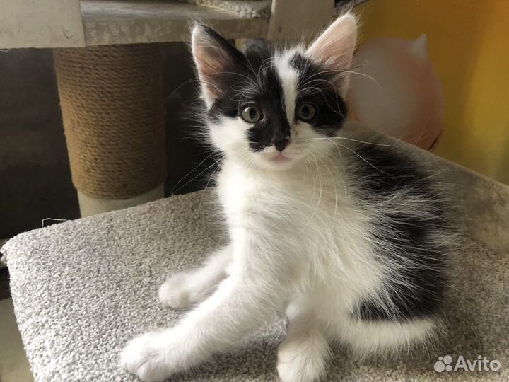 Котики бесплатно в добрые руки