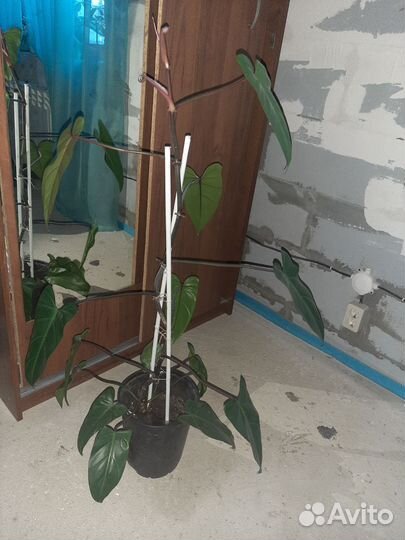 Филодендрон