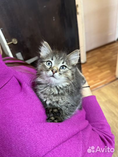 Котенок