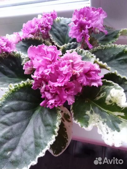 Фиалки разные