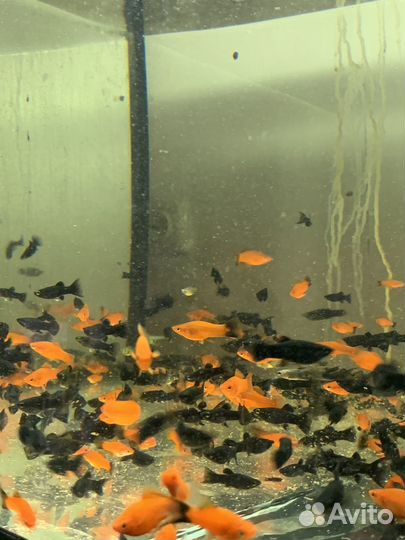 Аквариумные рыбки