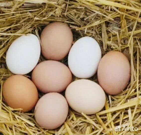 Яйца домашние куриные