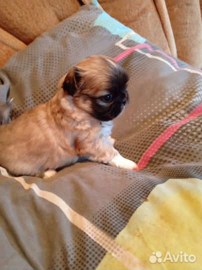 Щенки пекинеса