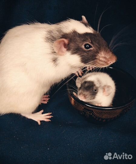 Крысята Дамбо и другие животные