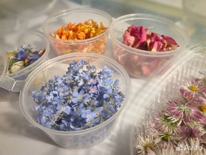 Цветы сухие для рукоделия