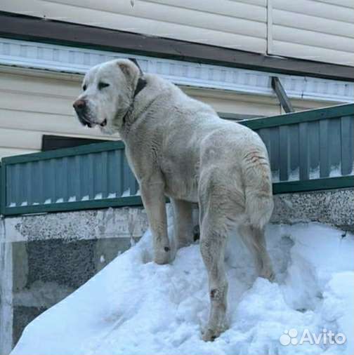 Среднеазиатская овчарка вязка