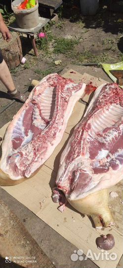 Мясо свинина