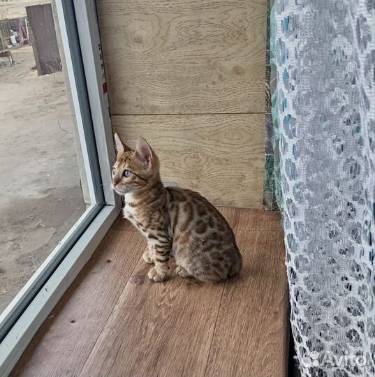 Бенгальские котята