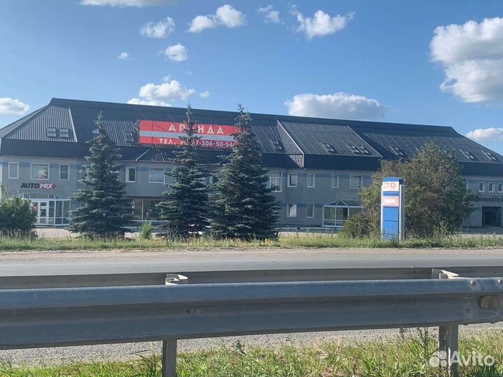 Голубые ели